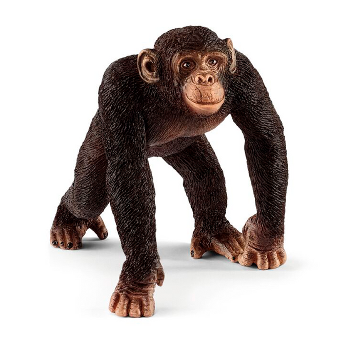 Chimpanse - han