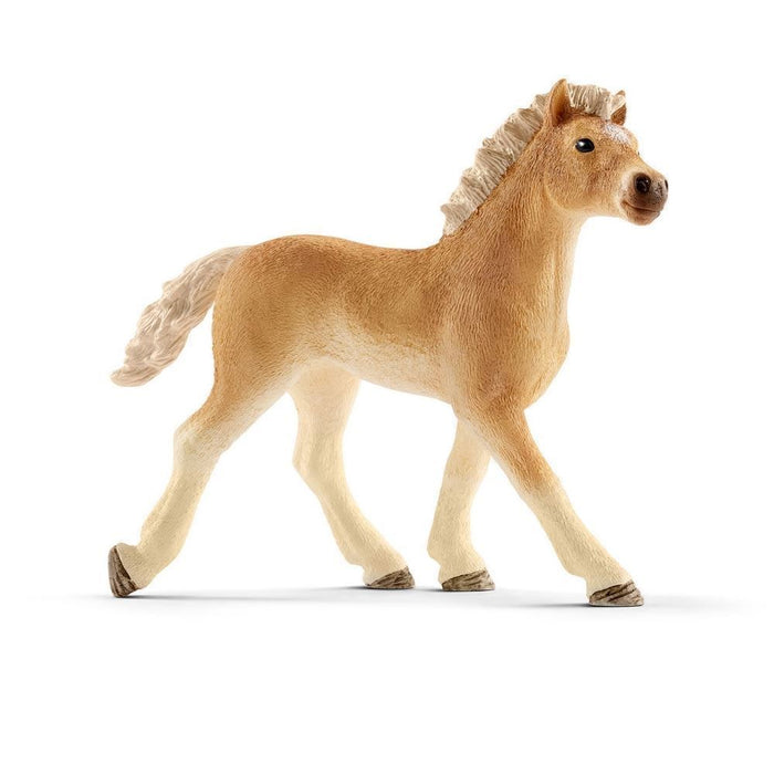 Haflinger føl