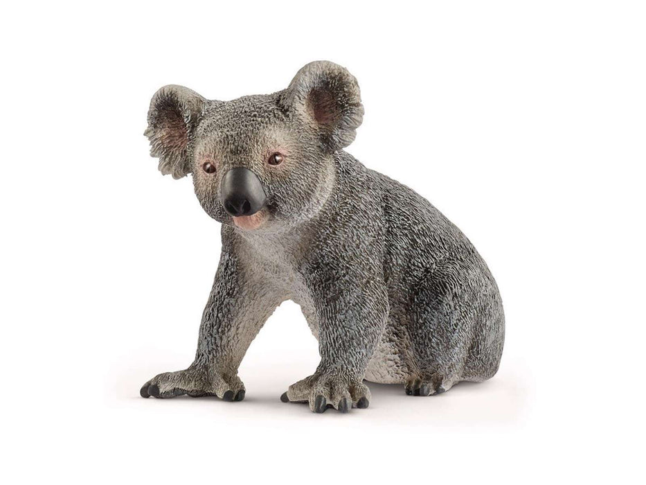 Koala bjørn